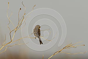 Twite (Linaria flavirostris) perched on a twig