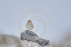 Twite Linaria flavirostris sitting on a rock in early spring.