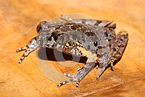 Twittering Litter Frog (Leptobrachella fritinniens) in a natural habitat