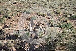 Two 2 coyote pups