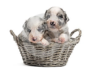 Two 21 day old crossbreed puppies in a basket