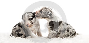 Two 21 day old crossbreed puppies playfully licking ear