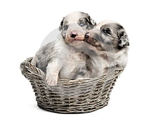 Two 21 day old crossbreed puppies playing in a basket