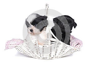 Two 5 week old shih tzu puppies sitting in a wicker basket isolated on a white background