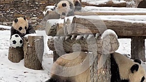 Two 6-month-old giant pandas playing and frolicking