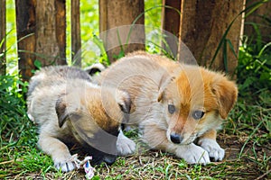 Two abandoned stray puppies lie on the grass. Puppy dogs waiting in the dog shelter. Selective focus