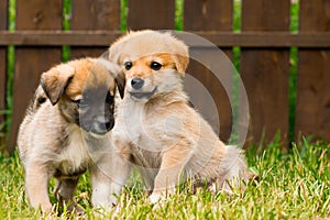 Two abandoned stray puppies lie on the grass. Puppy dogs waiting in the dog shelter. Selective focus