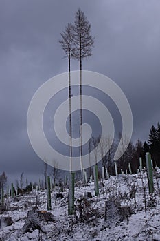 Two trees in storm. photo