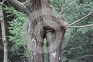 Two accrete tree trunks in the forest