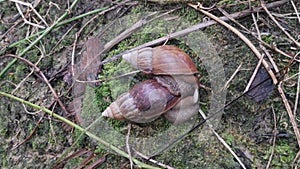 Two achatina fulica snails copulating.