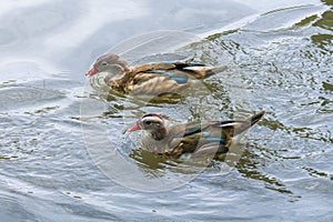 Two acorn ducks in water