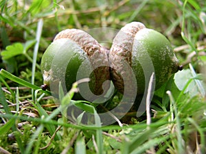 Two acorns