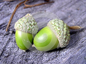 Two acorns