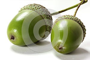 Two acorns