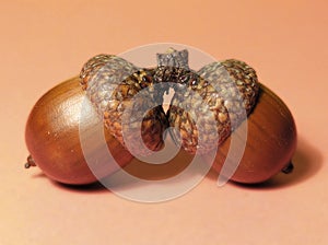 Two acorns photo