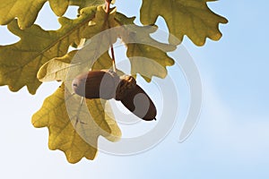 Two acorns on a tree between leaves of oak