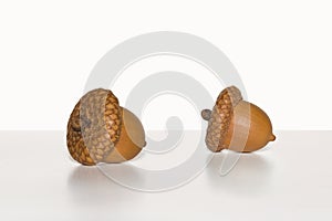 Two Acorns on white background