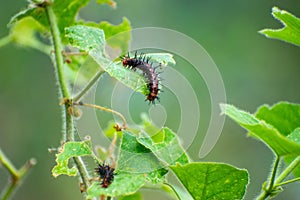 Two Acraea terpsicore caterpillars on the green leaves of a plant