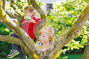 Two active little kid boys enjoying climbing on tree