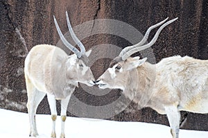 Two addax in the snow photo
