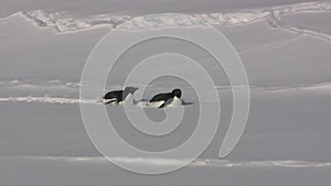 Two Adelie penguin gliding over the snow on his belly