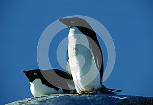 Two adelie penguins