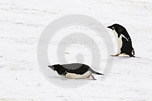 Two Adelie Penguins, one walking, one sliding on its belly