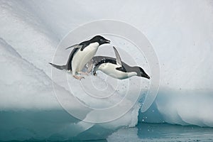 Two Adelie penguins take the plunge into the ocean from an Antarctic iceberg