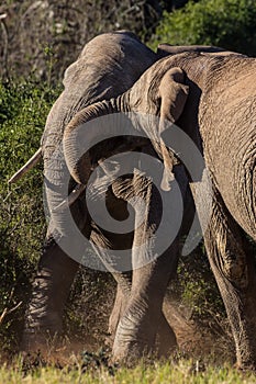 Two adolescent elephant bulls sparring