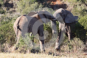 Two adolescent elephant bulls sparring