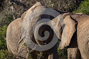 Two adolescent elephant bulls sparring