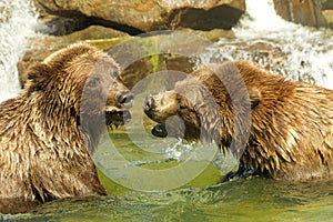 Two adolescent grizzly bears play fighting in water
