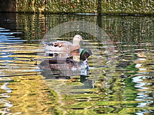 Two adolescent mallards