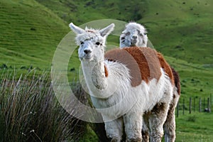 Two Adorable Alpacas