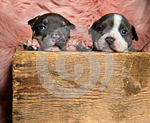 Two adorable American bully cubs curiously looking forward