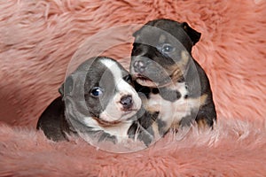 Two adorable american bully puppies laying down