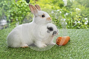 Two adorable baby rabbit bunny eating fresh orange carrot sitting together on green grass over bokeh nature background. Little