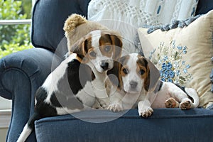 Two adorable beagle puppies