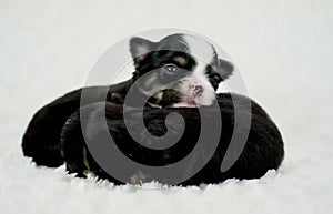 Two Adorable Black, Brown and White Long Coat Chihuahua Puppies