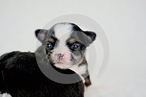 Two Adorable Black, Brown and White Long Coat Chihuahua Puppies