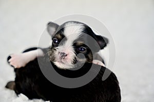 Two Adorable Black, Brown and White Long Coat Chihuahua Puppies Sleeping