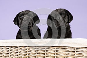 Two adorable black labrador puppy dogs in a basket on a purple background