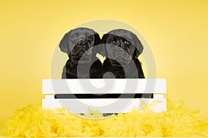 Two adorable black labrador retriever puppy dogs in a white crate on a yellow background with easter feathers