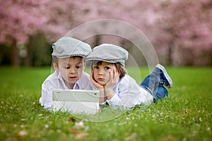 Two adorable boys in a cherry blossom garden in spring afternoon