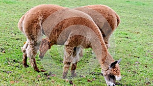 Two adorable brown llama grazes on a green meadow in autumn, winter, appetizingly chews grass in pasture, concept of animal