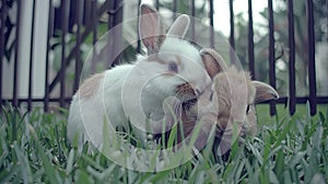 two adorable bunnies, one white and one brown with lop ears, frolicking together amidst lush green grass near a charming
