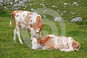 Two adorable calves hugging and snuggling