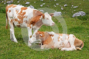 Two adorable calves hugging and snuggling