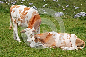 Two adorable calves hugging and snuggling