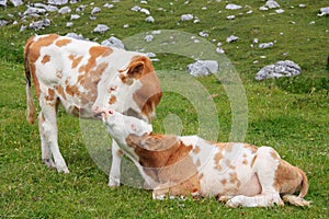 Two adorable calves hugging and snuggling